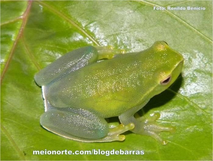 Biólogo barrense Ronildo Benício realiza pesquisas de grande importância para o município. Confira! - Imagem 4