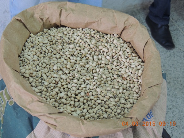 Agricultores familiares de Monsenhor Gil recebem sementes de milho e feijão - Imagem 11