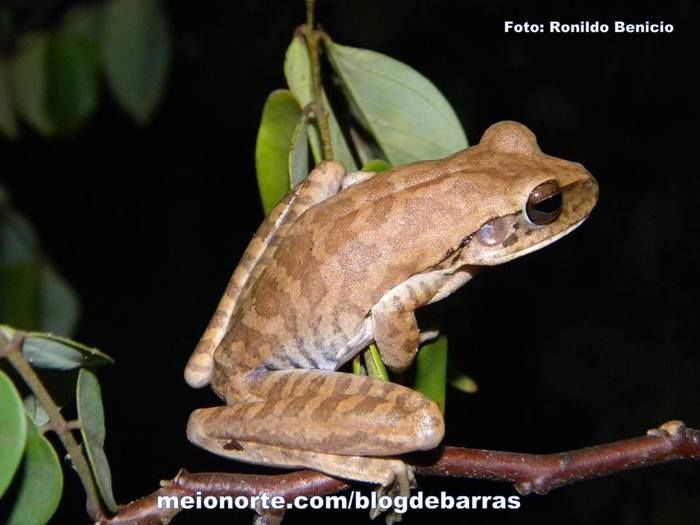Biólogo barrense Ronildo Benício realiza pesquisas de grande importância para o município. Confira! - Imagem 3