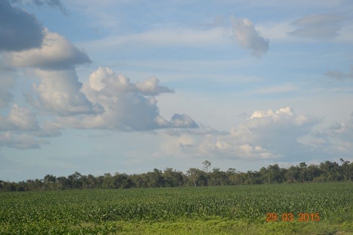 Boa Hora tem mais de 1000 hectares de Soja plantado pelo Projeto Agropecuária Barras. - Imagem 8