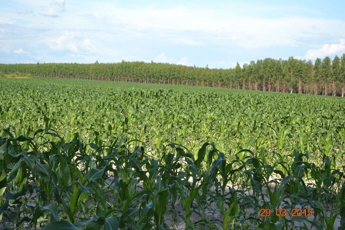 Boa Hora tem mais de 1000 hectares de Soja plantado pelo Projeto Agropecuária Barras. - Imagem 3