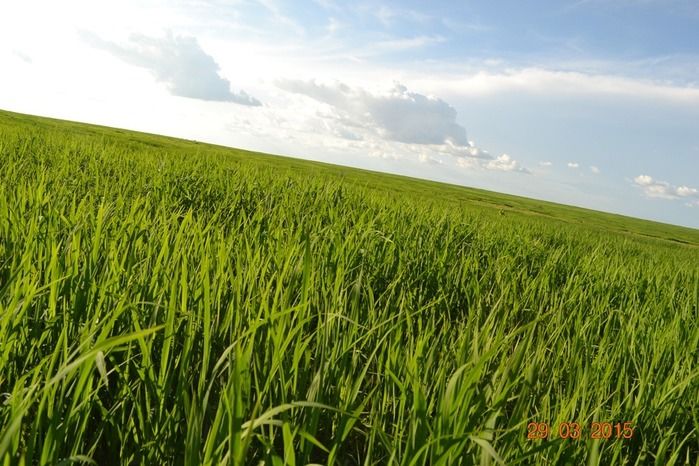 Boa Hora tem mais de 1000 hectares de Soja plantado pelo Projeto Agropecuária Barras. - Imagem 11