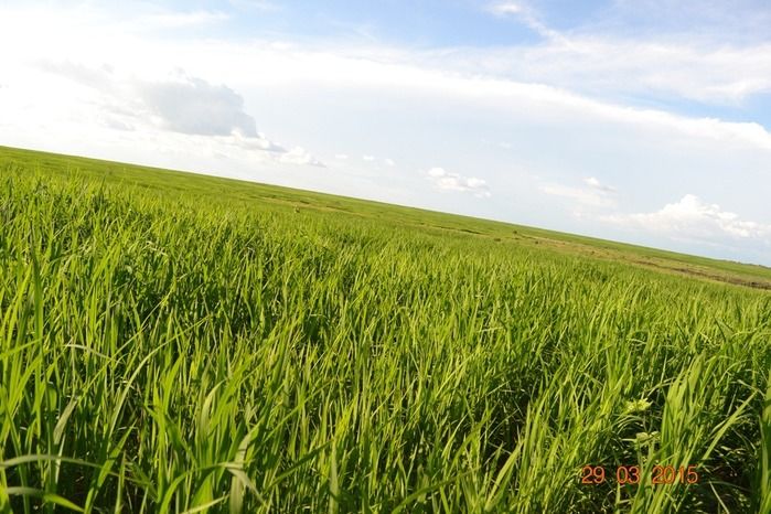 Boa Hora tem mais de 1000 hectares de Soja plantado pelo Projeto Agropecuária Barras. - Imagem 12