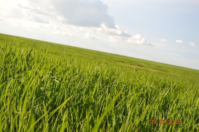 Boa Hora tem mais de 1000 hectares de Soja plantado pelo Projeto Agropecuária Barras. - Imagem 13