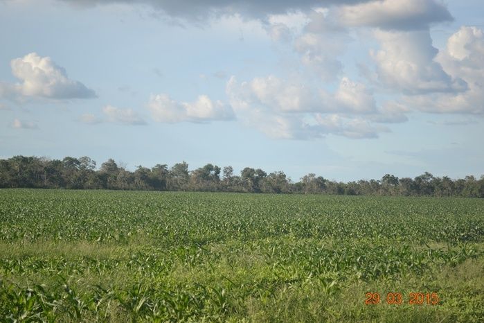 Boa Hora tem mais de 1000 hectares de Soja plantado pelo Projeto Agropecuária Barras. - Imagem 9