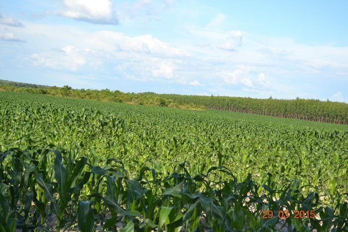 Boa Hora tem mais de 1000 hectares de Soja plantado pelo Projeto Agropecuária Barras. - Imagem 5