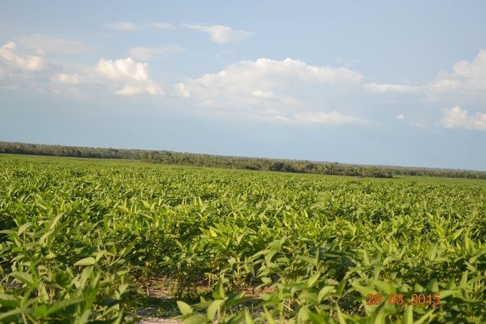 Boa Hora tem mais de 1000 hectares de Soja plantado pelo Projeto Agropecuária Barras. - Imagem 17