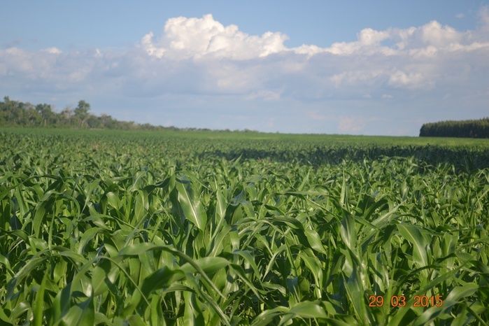 Boa Hora tem mais de 1000 hectares de Soja plantado pelo Projeto Agropecuária Barras. - Imagem 22