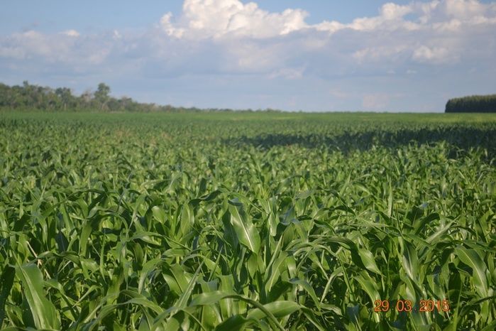 Boa Hora tem mais de 1000 hectares de Soja plantado pelo Projeto Agropecuária Barras. - Imagem 21