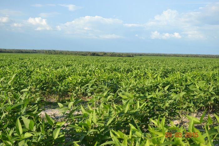 Boa Hora tem mais de 1000 hectares de Soja plantado pelo Projeto Agropecuária Barras. - Imagem 16