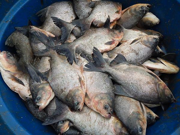 Prefeitura e Social entregam peixe para a população - Imagem 2