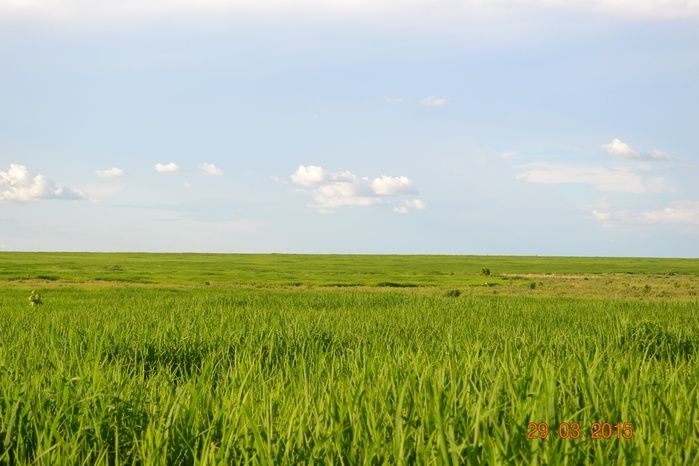 Boa Hora tem mais de 1000 hectares de Soja plantado pelo Projeto Agropecuária Barras. - Imagem 14