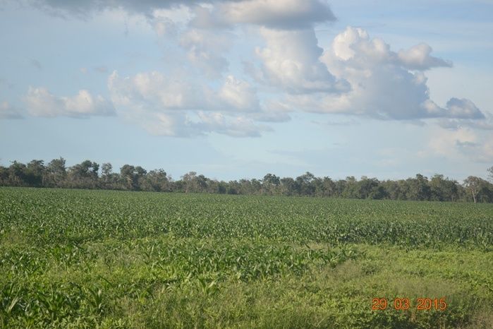 Boa Hora tem mais de 1000 hectares de Soja plantado pelo Projeto Agropecuária Barras. - Imagem 6