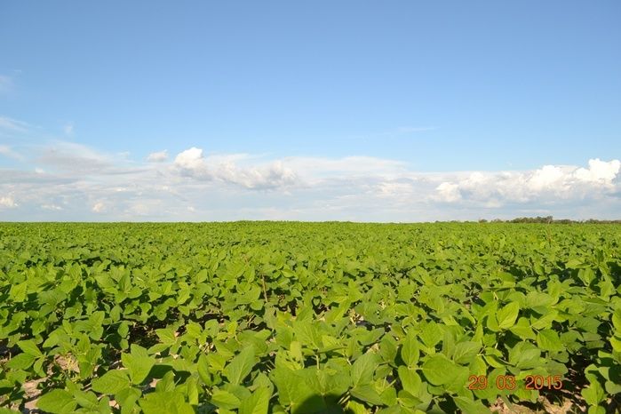 Boa Hora tem mais de 1000 hectares de Soja plantado pelo Projeto Agropecuária Barras. - Imagem 19