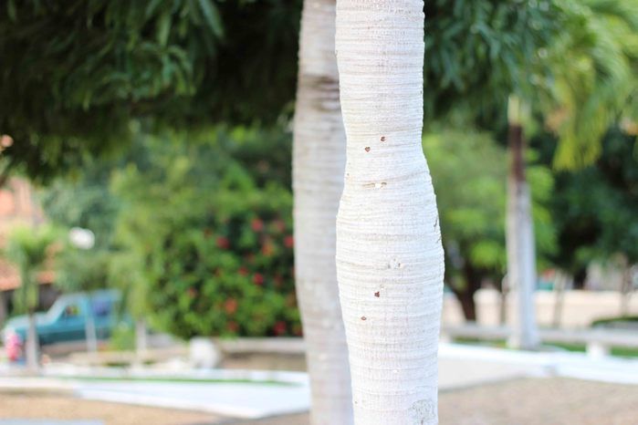 Semana Santa em Francinópolis - Imagem 60