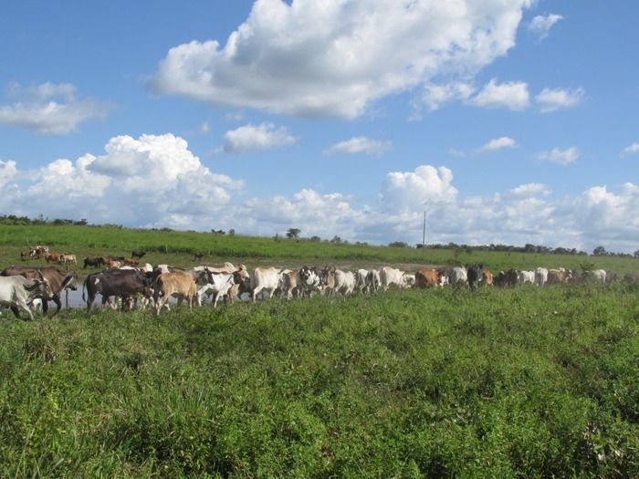 Campanha de vacinação contra brucelose tem o apoio do prefeito Walter Alencar  - Imagem 2