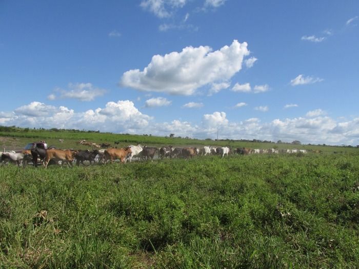 Campanha de vacinação contra brucelose tem o apoio do prefeito Walter Alencar  - Imagem 29