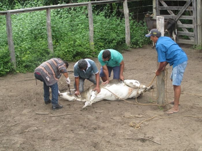 Campanha de vacinação contra brucelose tem o apoio do prefeito Walter Alencar  - Imagem 3