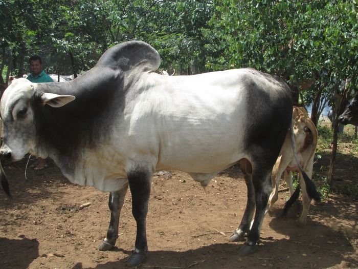 Campanha de vacinação contra brucelose tem o apoio do prefeito Walter Alencar  - Imagem 19