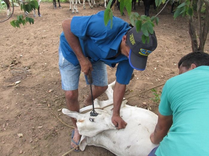 Campanha de vacinação contra brucelose tem o apoio do prefeito Walter Alencar  - Imagem 15