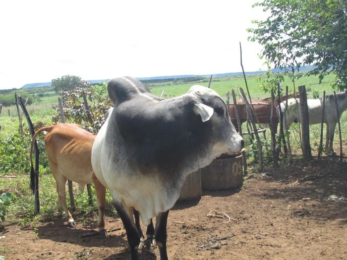Campanha de vacinação contra brucelose tem o apoio do prefeito Walter Alencar  - Imagem 21