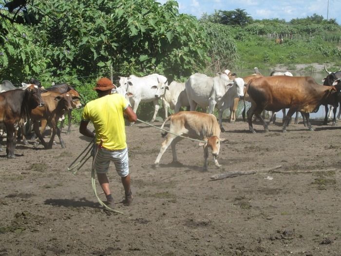 Campanha de vacinação contra brucelose tem o apoio do prefeito Walter Alencar  - Imagem 25