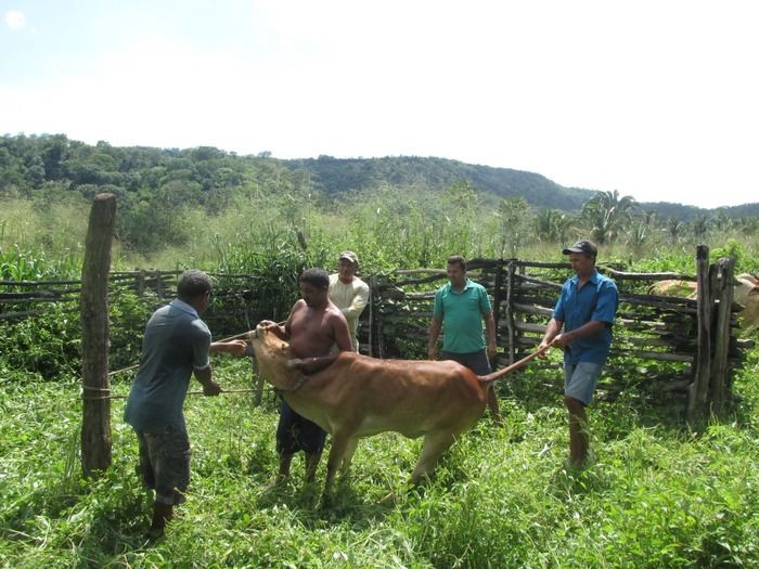 Campanha de vacinação contra brucelose tem o apoio do prefeito Walter Alencar  - Imagem 7
