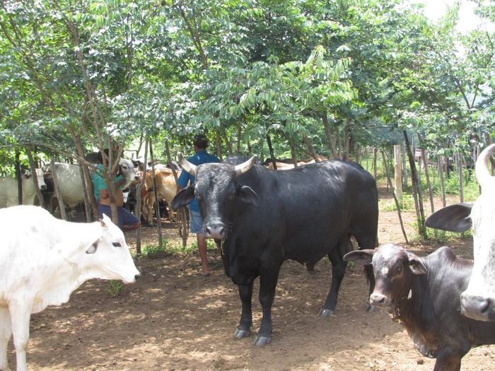 Campanha de vacinação contra brucelose tem o apoio do prefeito Walter Alencar  - Imagem 16