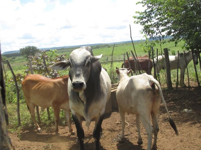 Campanha de vacinação contra brucelose tem o apoio do prefeito Walter Alencar  - Imagem 20