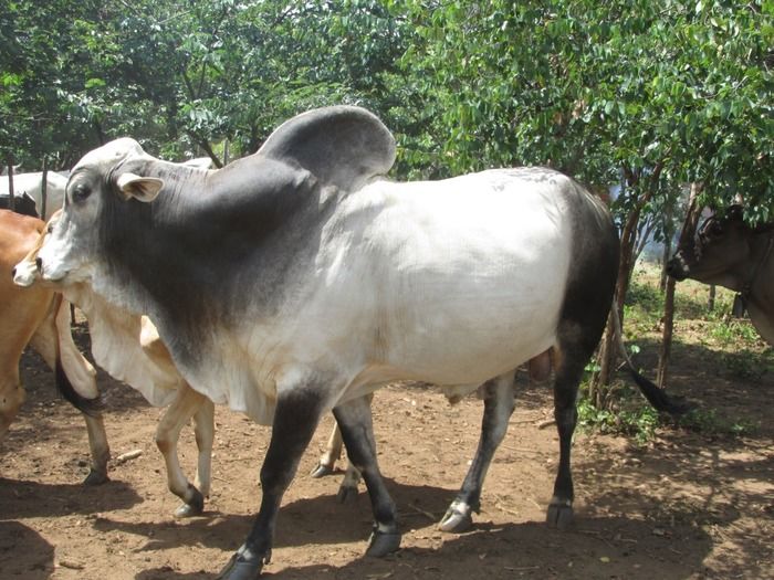 Campanha de vacinação contra brucelose tem o apoio do prefeito Walter Alencar  - Imagem 18