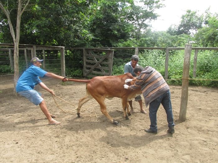 Campanha de vacinação contra brucelose tem o apoio do prefeito Walter Alencar  - Imagem 5