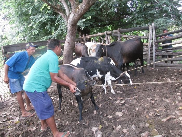 Campanha de vacinação contra brucelose tem o apoio do prefeito Walter Alencar  - Imagem 11