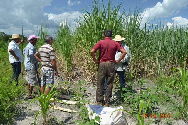 Embrapa realiza encontro em Boa Hora para implantar Microdestilaria - Imagem 4