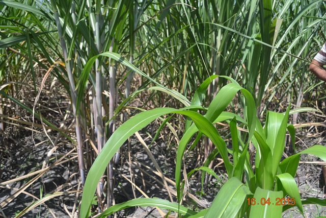 Embrapa realiza encontro em Boa Hora para implantar Microdestilaria - Imagem 5