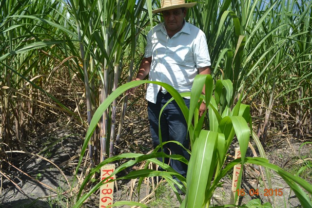 Embrapa realiza encontro em Boa Hora para implantar Microdestilaria - Imagem 6