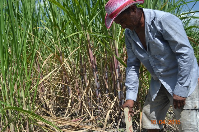 Embrapa realiza encontro em Boa Hora para implantar Microdestilaria  - Imagem 7