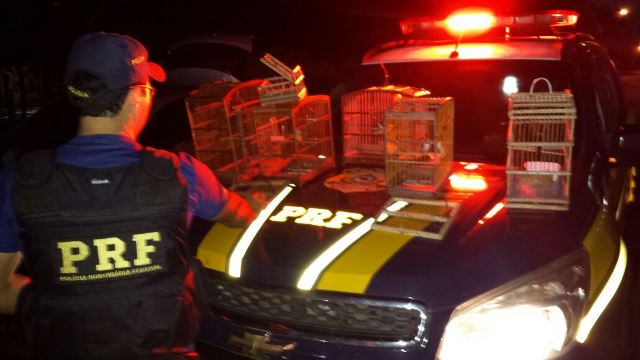 PRF reprime crime ambiental em Parnaíba e apreende pássaros - Imagem 1