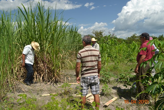 Embrapa realiza encontro em Boa Hora para implantar Microdestilaria - Imagem 2