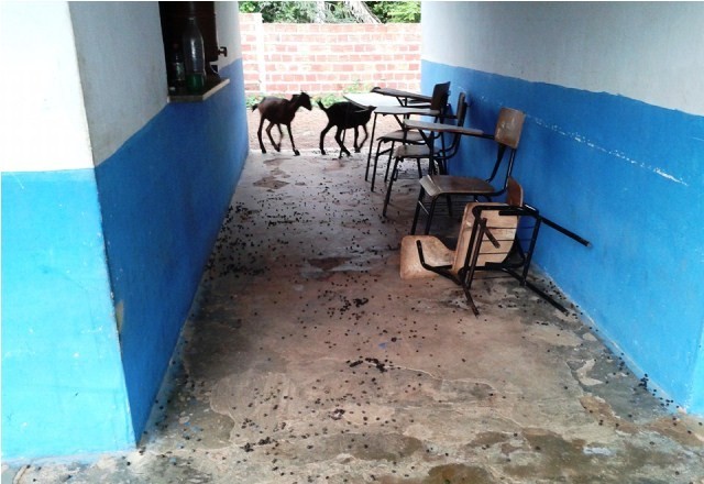 Escola de Cabeceiras do Piauí serve como aprisco para Bodes - Imagem 2