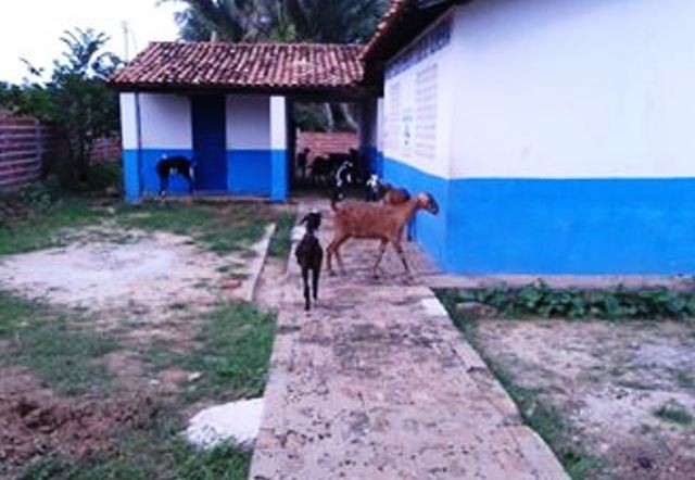 Escola de Cabeceiras do Piauí serve como aprisco para Bodes - Imagem 1