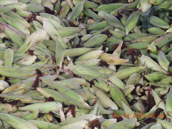 Prefeitura de Monsenhor Gil, realiza distribuição de cestas básicas  - Imagem 4