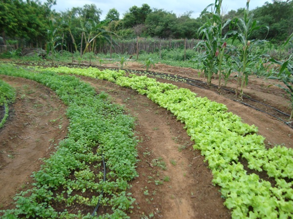 Prefeitura de Santa Rosa realizará Feira Agroecológica no dia 25 de abril - Imagem 4