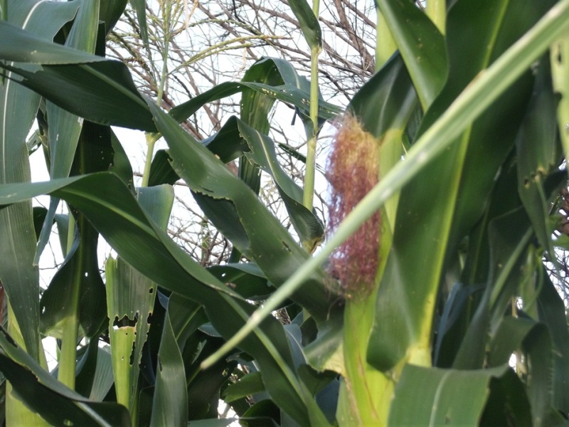 Agricultores de São João da Varjota contam com chuva em abril para obter boa colheita