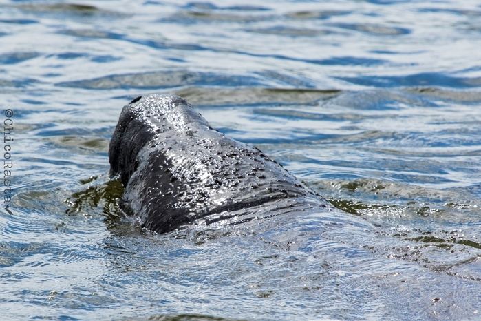 Projeto Pesca Solidária contribui para a conservação do peixe-boi marinho no litoral do Piauí e Ceará - Imagem 1