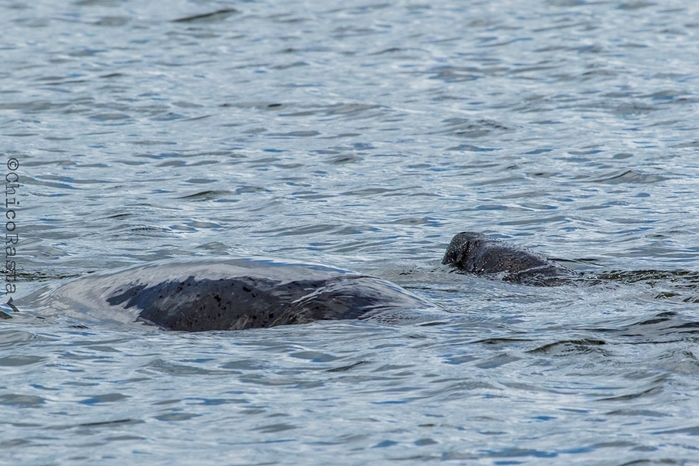 Projeto Pesca Solidária contribui para a conservação do peixe-boi marinho no litoral do Piauí e Ceará - Imagem 5