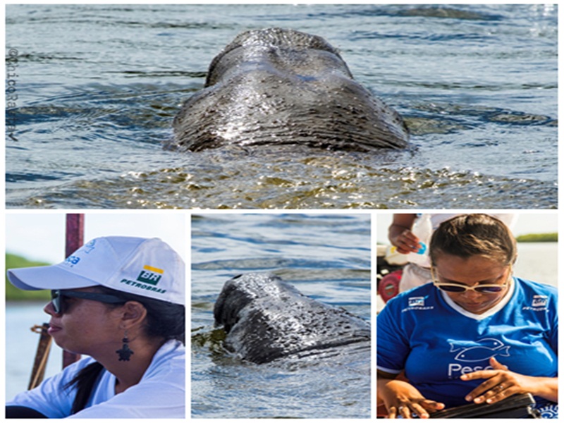 Projeto Pesca Solidária contribui para a conservação do peixe-boi marinho no litoral do Piauí e Ceará
