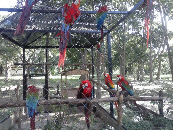 Projeto da Escola Roque Alencar leva alunos ao Parque Zoobotânico em Teresina - Imagem 9