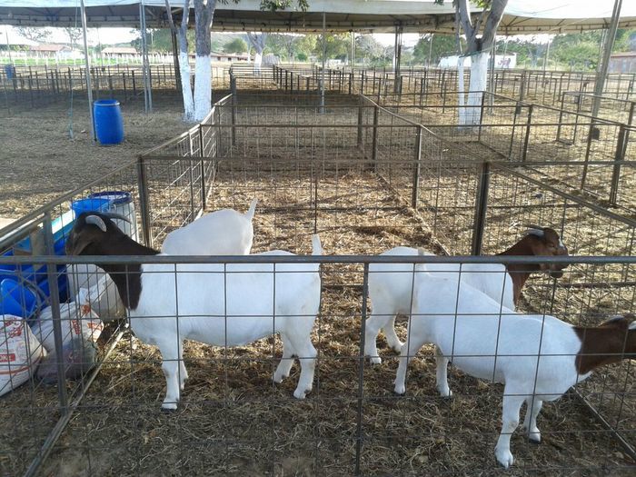 III EXPOEIRAS tem início em Oeiras - Imagem 12