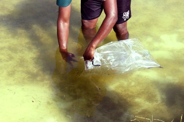  10 mil alevinos são distribuídos pela Prefeitura de Miguel Alves  para piscicultores   - Imagem 13