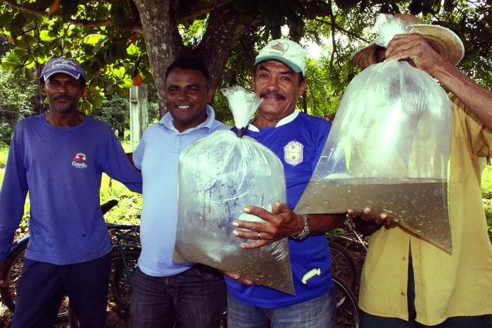  10 mil alevinos são distribuídos pela Prefeitura de Miguel Alves  para piscicultores   - Imagem 6